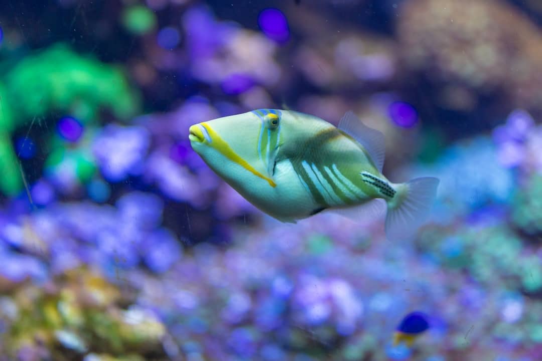 fishing game free credit malaysia 2026 image 1