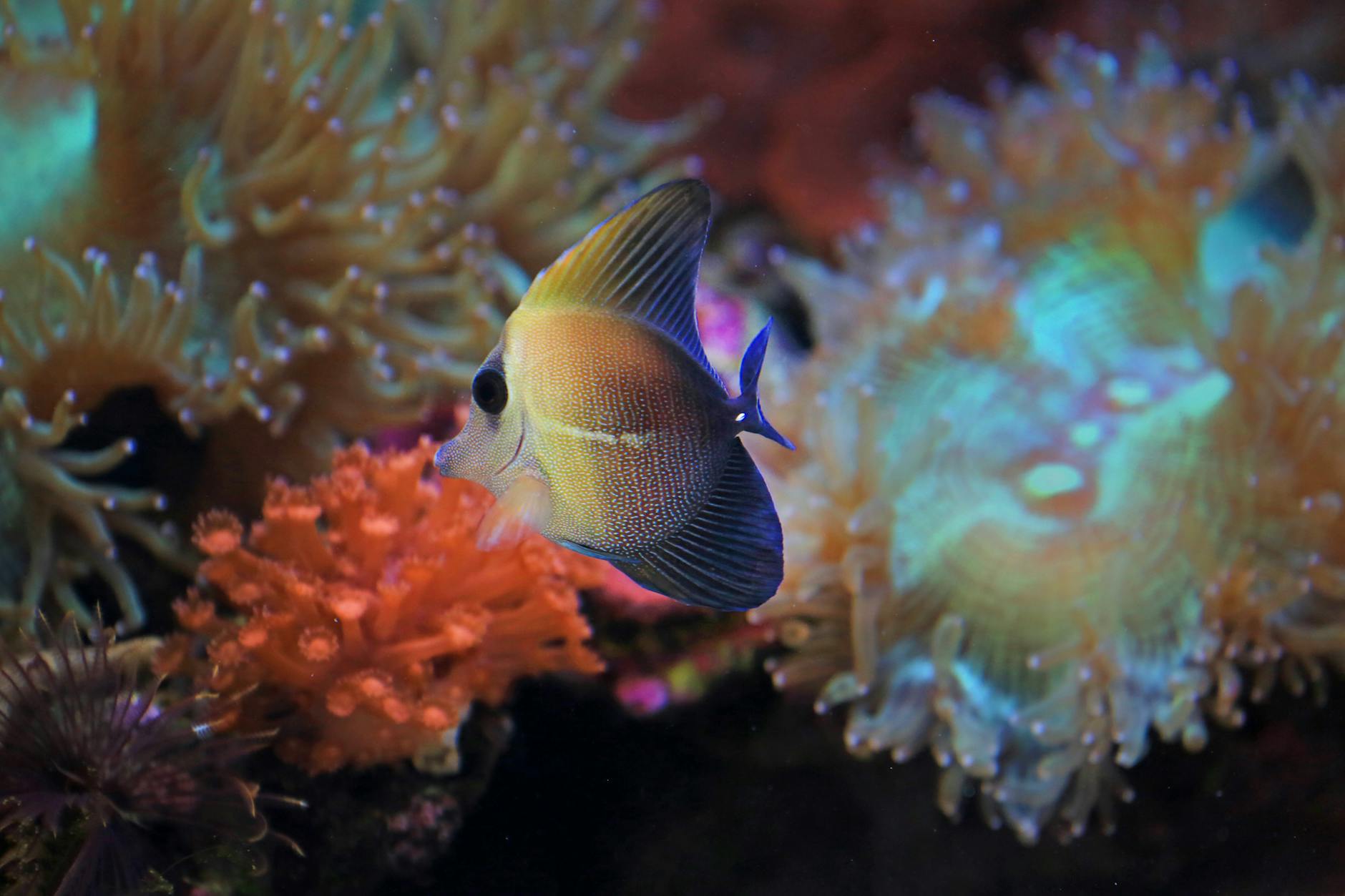 fishing game jackpot malaysia 2026 image 3