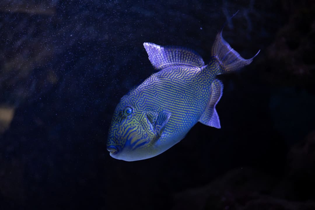 jili jackpot fishing malaysia 2026 image 1