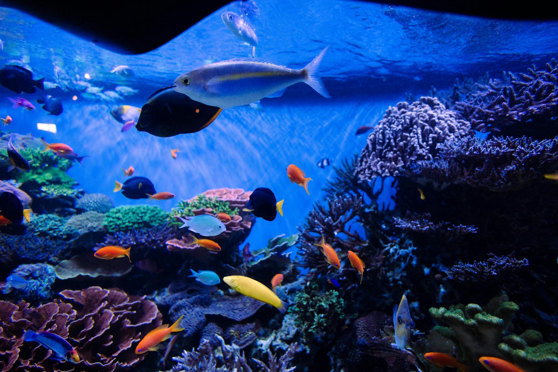 alien hunter fishing game malaysia 2026 image 3