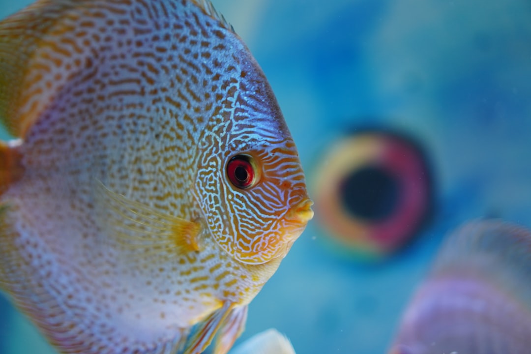 fishing game payout rate malaysia game:fishing 1