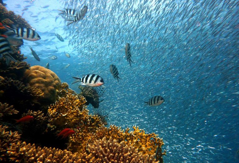 Jackpot Fishing Malaysia: Complete 2026 Guide