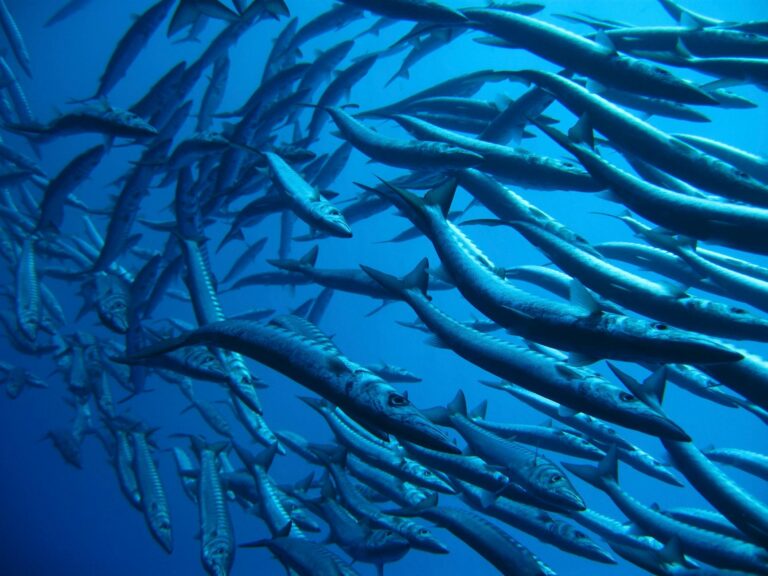 Mega Fishing Malaysia: Complete 2026 Guide