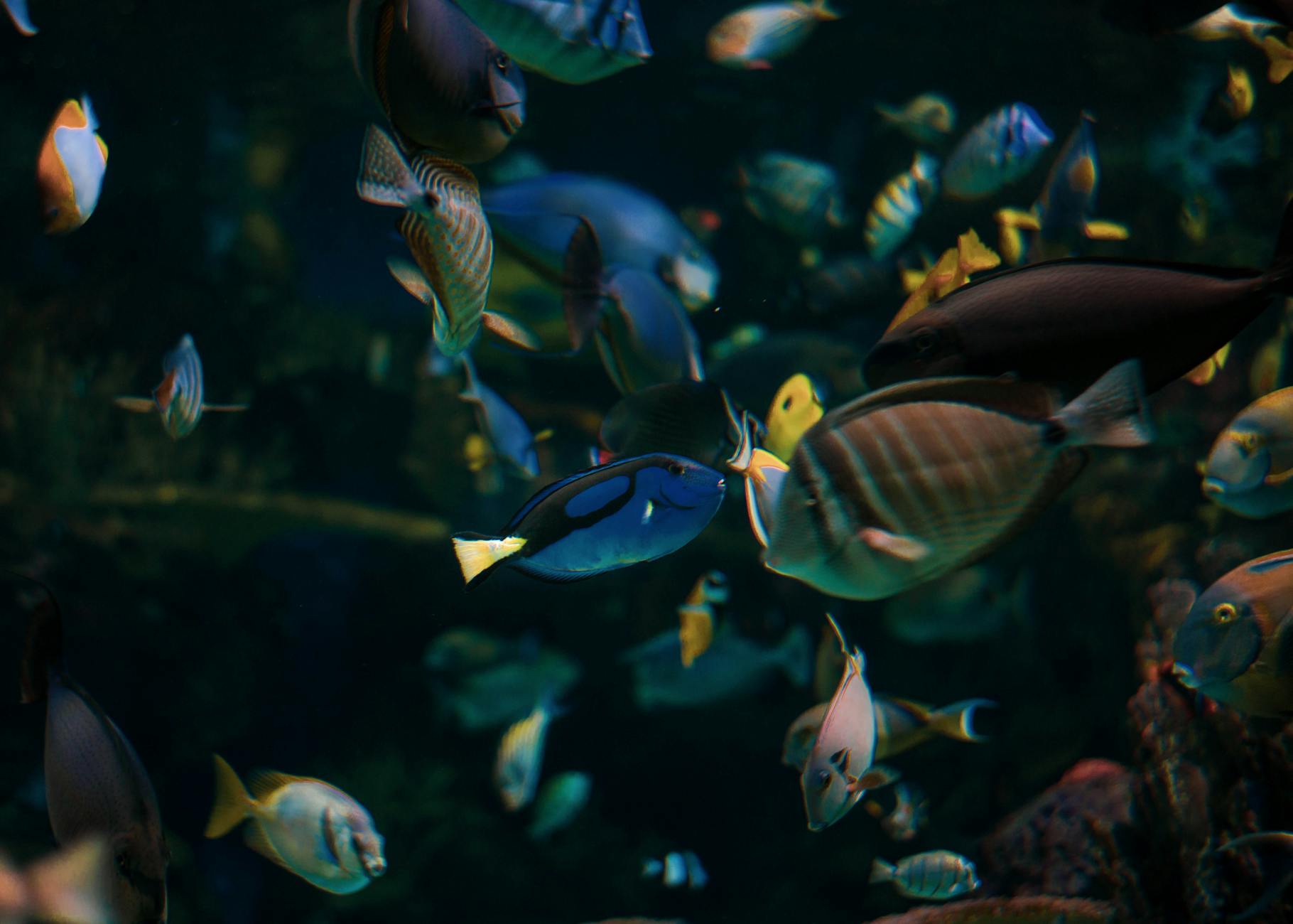 mega fishing malaysia 2026 image 1