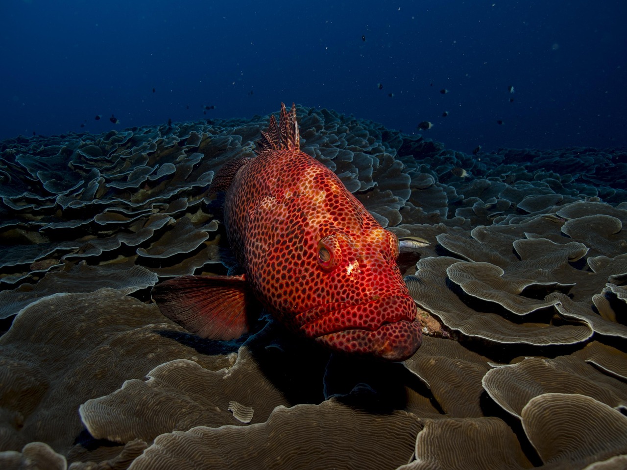 mega fishing malaysia 2026 image 3