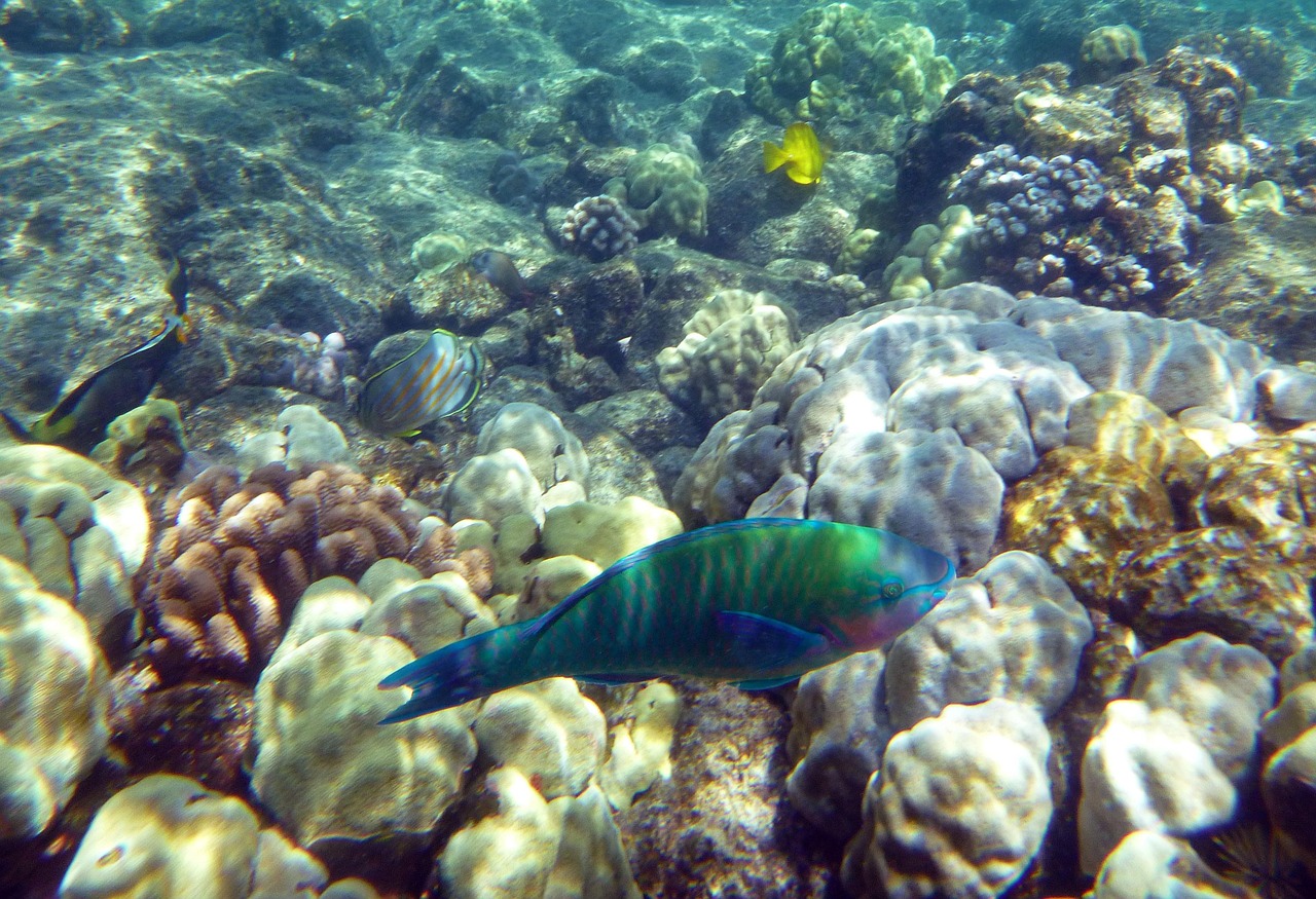 ocean king fishing malaysia 2026 image 3