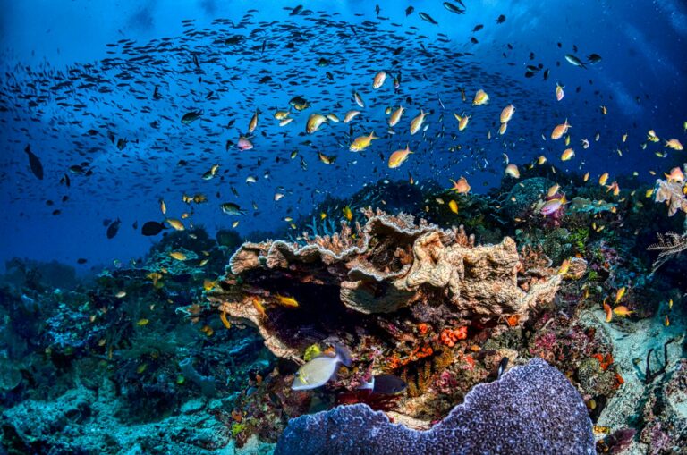 Underwater World Fishing Game Malaysia: Complete 2026 Guide