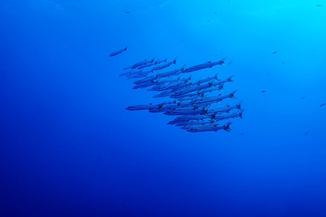 fishing game daily mission malaysia 2026 image 1