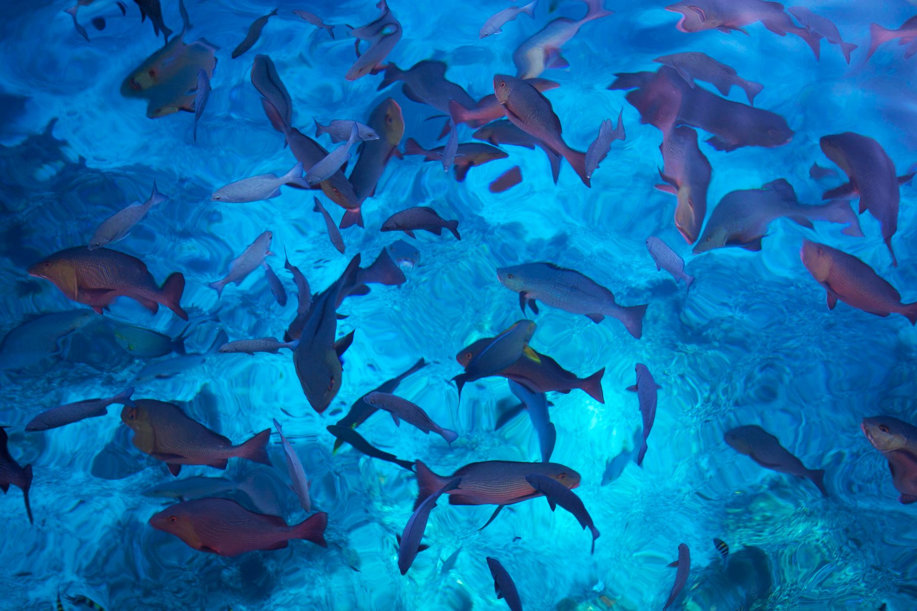 fishing game strategy malaysia 2026 image 2